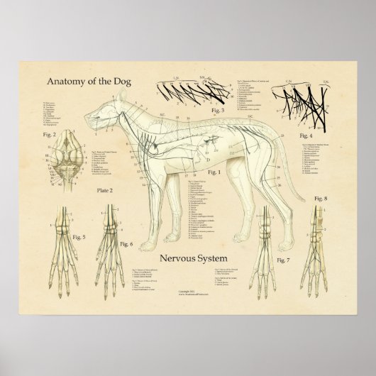 Dog Nervous System Nerve Anatomy Chart ポスター (正面)