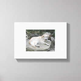 Dog Resting On A Rock キャンバスプリント