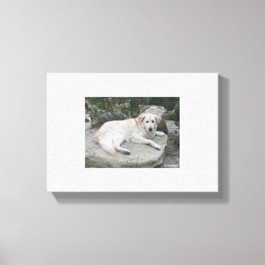 Dog Resting On A Rock キャンバスプリント (正面)