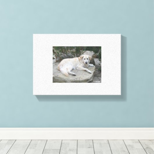 Dog Resting On A Rock キャンバスプリント (インサイチュ (ウッドフロア))