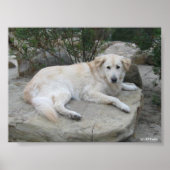 Dog Resting On A Rock ポスター (正面)