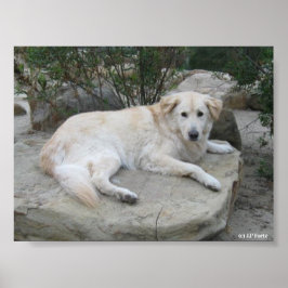 Dog Resting On A Rock ポスター