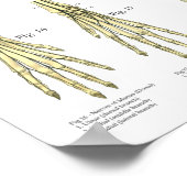 Dog Skeletal Nerves Anatomy Chart ポスター (角)