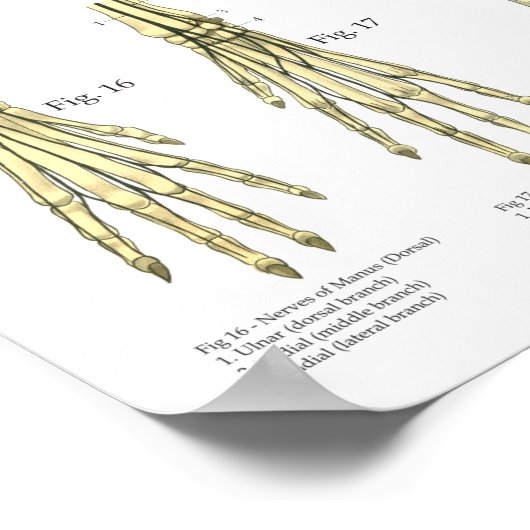 Dog Skeletal Nerves Anatomy Chart ポスター (角)