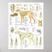 Dog Skeletal Nerves Anatomy Chart ポスター (正面)