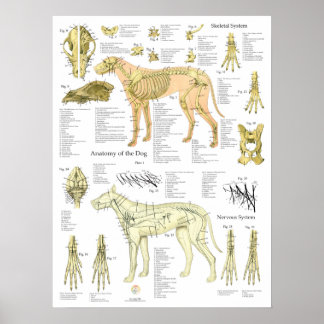 Dog Skeletal Nerves Anatomy Chart ポスター