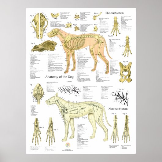 Dog Skeletal Nerves Anatomy Chart ポスター (正面)