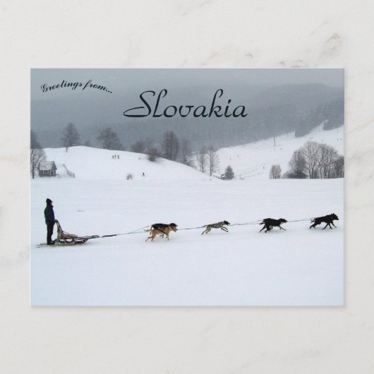 Dog Sled Team in Winter in Slovakia ポストカード (正面)
