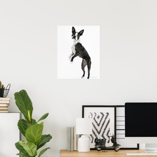 dog standing on 2 legs looking at camera ポスター (ホームオフィス)