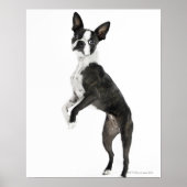 dog standing on 2 legs looking at camera ポスター (正面)