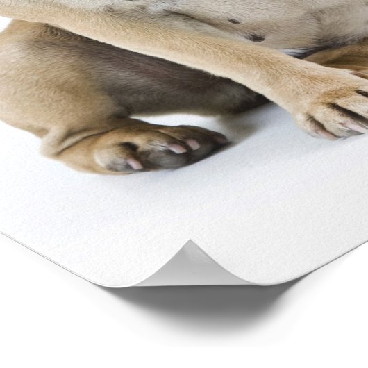 Dog training & obedience ポスター (角)