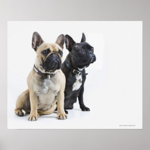 Dog training & obedience ポスター