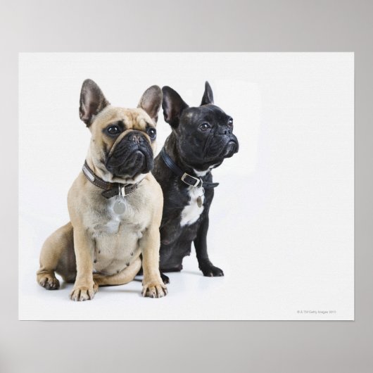 Dog training & obedience ポスター (正面)