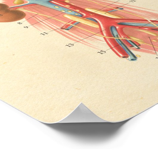 Dog Vascular System Heart Anatomy Chart ポスター (角)