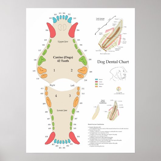 Dog Veterinary Dental Chart ポスター (正面)