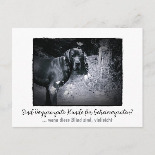 Dogge: der Hund für Geheimagenten ポストカード (正面)