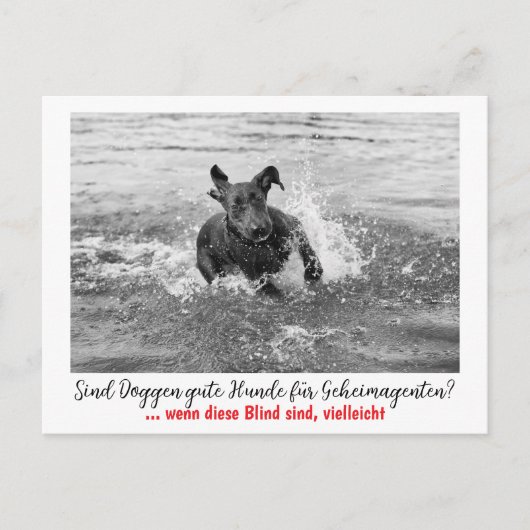 Dogge: der Hund für Geheimagenten  ポストカード (正面)