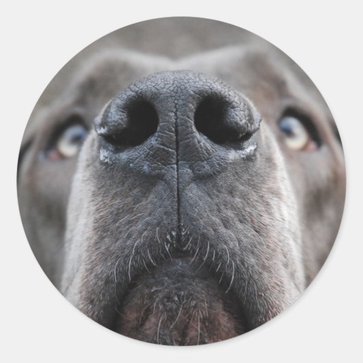 Doggennase ラウンドシール (正面)