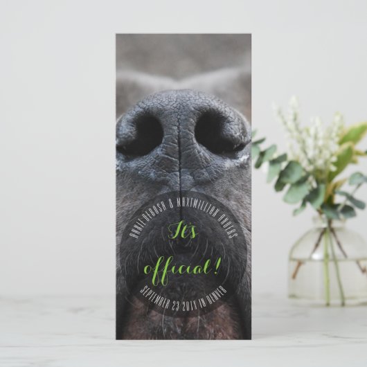 Dognoseラックカード プログラム (スタンド正面)