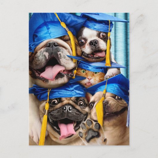 Dogs and Cat Grads in Photo Booth ポストカード (正面)