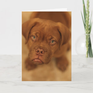 dogue de bordeauxの子犬のマスティフカード カード