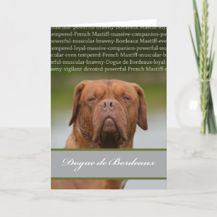 Dogue de Bordeauxの犬の品種記述 シーズンカード