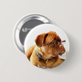 dogue de bordeaux犬の身に着けているガラス 缶バッジ (正面&裏面)