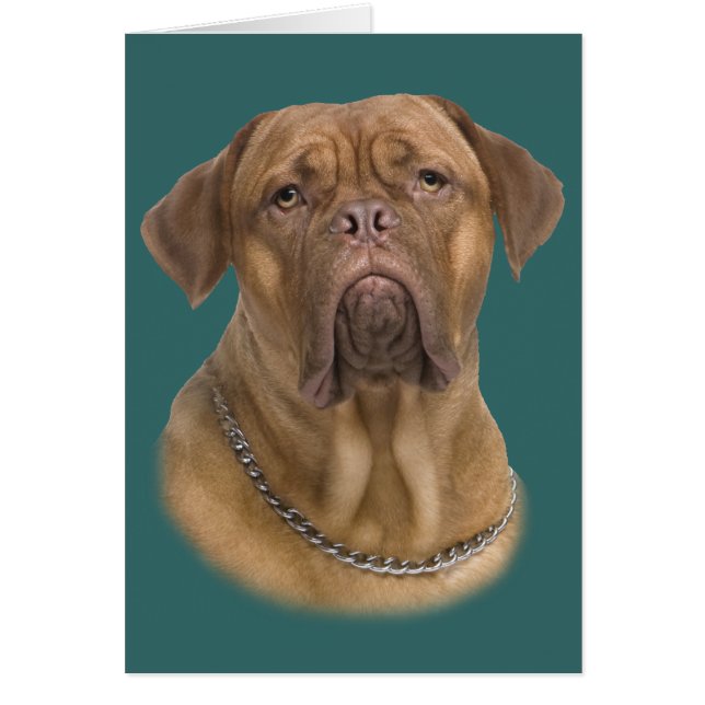 Dogue De Bordeaux Portait (正面)