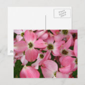 Dogwoodの花 ポストカード (正面/裏面)