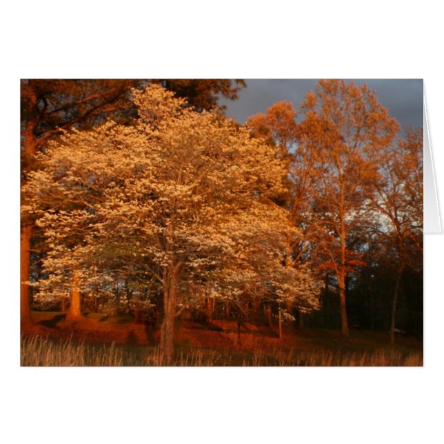 dogwood2 (正面横)