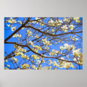 dogwood poster ポスター (正面)