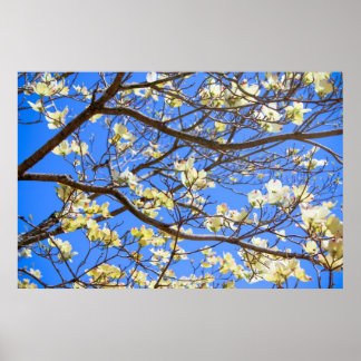 dogwood poster ポスター