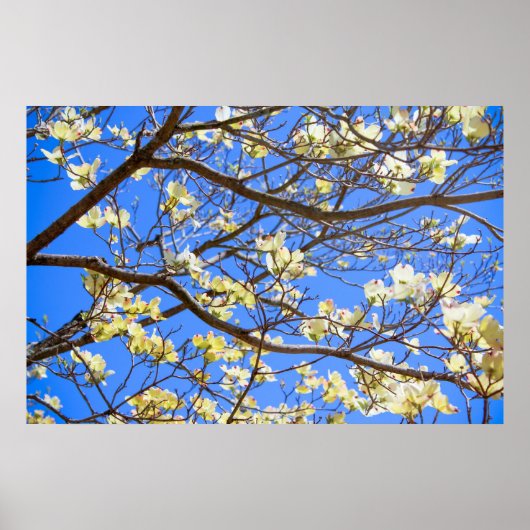 dogwood poster ポスター (正面)