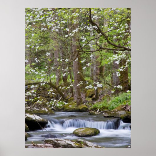 Dogwood Trees | Great Smoky Mountain, Tennessee ポスター (正面)