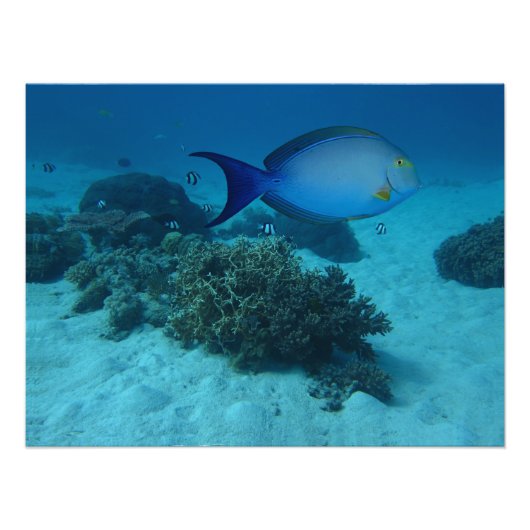 Doktorfisch フォトプリント (正面)