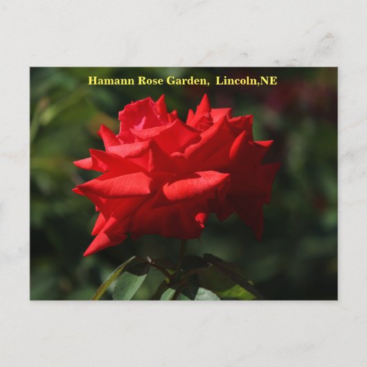 Dolly PartonポストカードHRG 700 2014 ポストカード (正面)