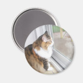 Dolly the Cat Looking out Window Magnet マグネット (正面/裏面)