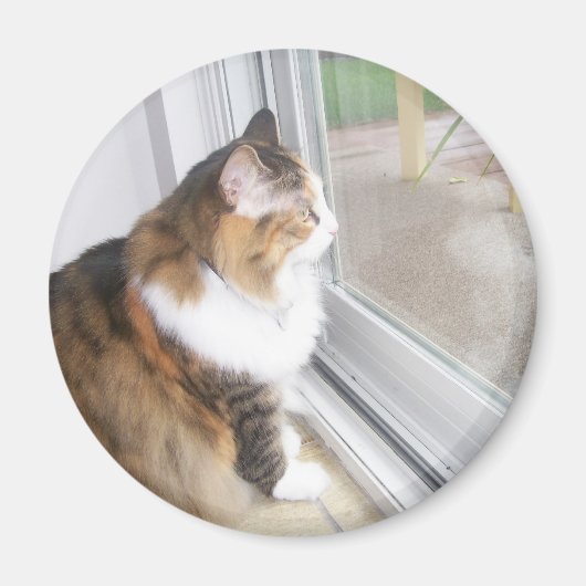 Dolly the Cat Looking out Window Magnet マグネット (正面)