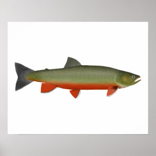Dolly Varden Trout ポスター