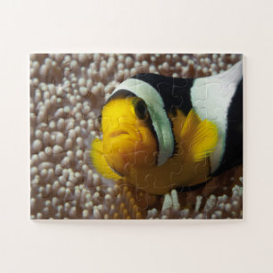 Dolnfish – 閉じる！かわいい – AnemoneのNemo   ジグソーパズル