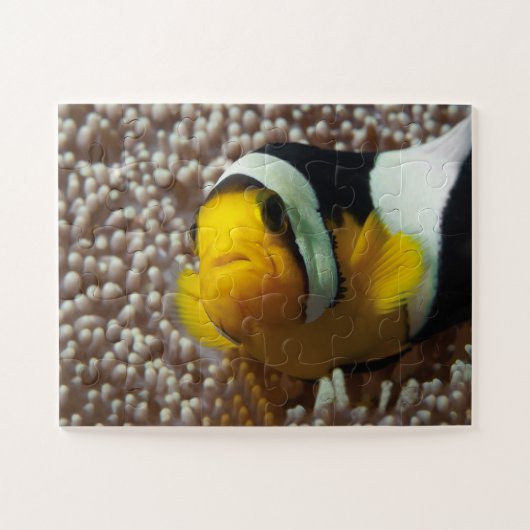 Dolnfish – 閉じる！かわいい – AnemoneのNemo | ジグソーパズル (横)