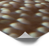 Dolnfish – 閉じる！かわいい – AnemoneのNemo | ポスター (角)