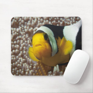 Dolnfish – 閉じる!かわいい – AnemoneのNemo マウスパッド