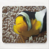 Dolnfish – 閉じる!かわいい – AnemoneのNemo | マウスパッド (正面)