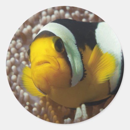 Dolnfish – 閉じる!かわいい – AnemoneのNemo | ラウンドシール (正面)
