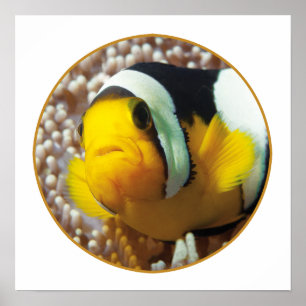 Dolnfish – 閉じる！ラウンド写真デザイン   ポスター