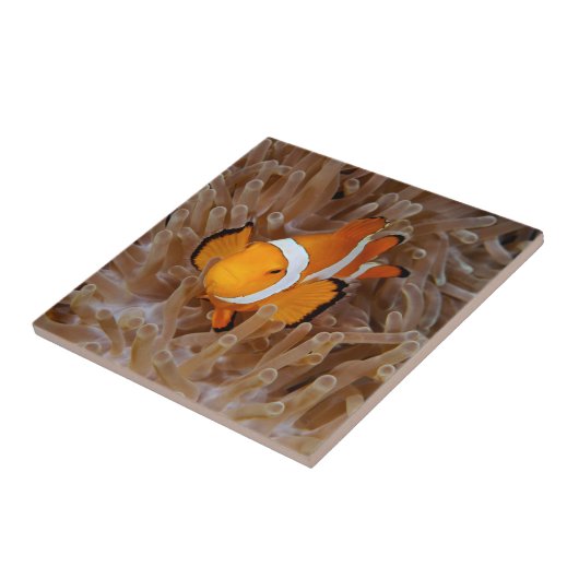 Dolnfish - Molokai, North Shore Cliff タイル (側面)