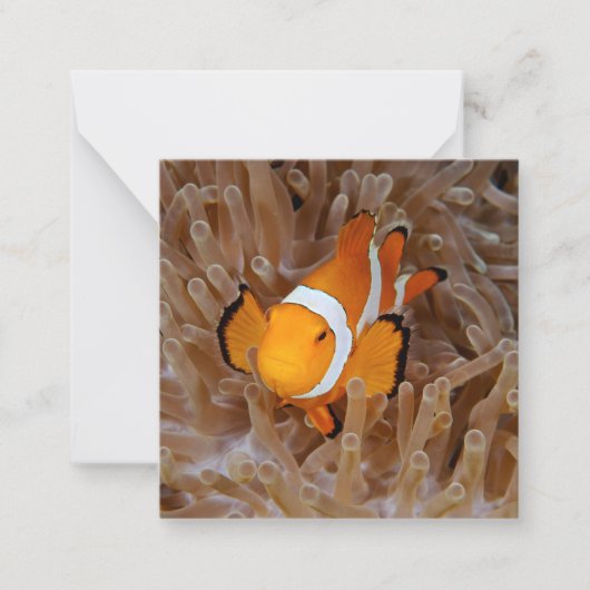 Dolnfish - Molokai, North Shore Cliff ノートカード (正面)