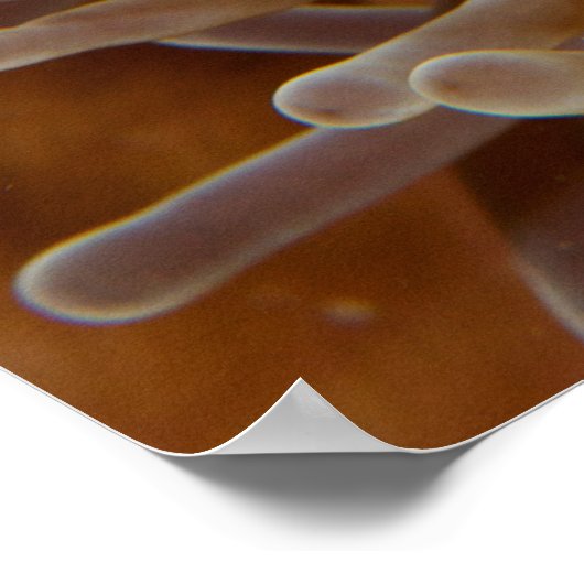 Dolnfish - Molokai, North Shore Cliff ポスター (角)