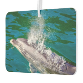 Dolphin In Milford Sound，ニュージーランド カーエアーフレッシュナー